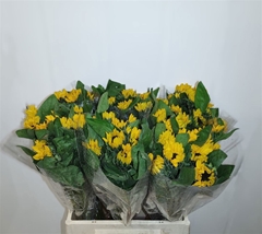Helianthus Sunova 40cm