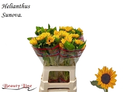 Helianthus Sunova 60cm 10cm Hd
