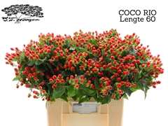 Hypericum Coco Rio 60cm