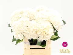 Hydrangea Royal Princess 60cm 16-18cm Hd