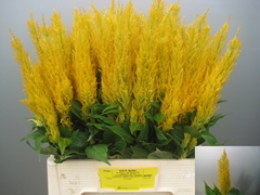 Celosia Century Yellow 65cm