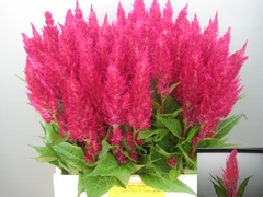 Celosia Royal Pink 65cm