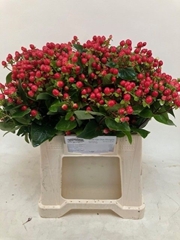 Hypericum Coco Rio 40cm