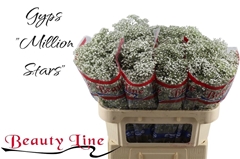 Gypsophila Paniculata Million Stars 70cm 15gr.