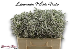 Limonium Caspium White Neto 50cm 10gr.