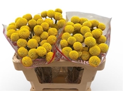 Craspedia Paintball Pop 50cm