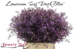 Limonium Safora Dark Blue 70cm 35gr.