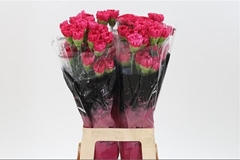 Dianthus Single Bizet 65cm