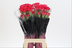 Dianthus Single Mandalay 65cm
