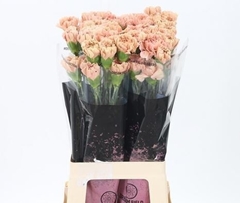 Dianthus Single Caramel 60cm