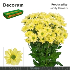 Chrysanth Spray Kennedy Cream 70cm 90gr.