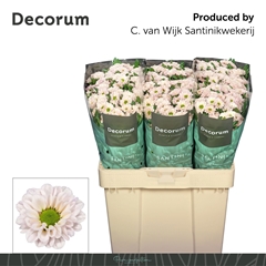 Chrysanth Santini Fabiani Pearl 55cm 44gr.