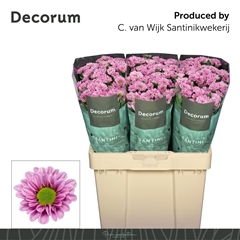 Chrysanth Santini Fabiani Pink 55cm 44gr.