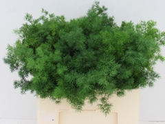 Asparagus Umbellatus 55cm