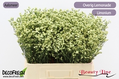 Limonium Sinense Sensy Lemonade 60cm 15gr.