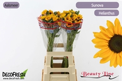 Helianthus Sunova 70cm