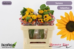 Helianthus Sunova 50cm