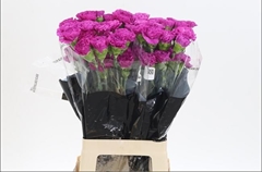 Dianthus Single Dark Farida 60cm