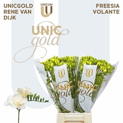 Freesia Double Volante 50cm 15gr.