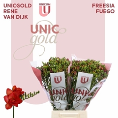 Freesia Double Fuego 50cm 20gr.