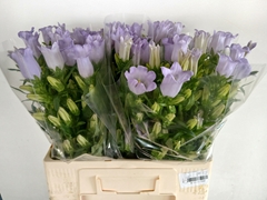Campanula Champion Lavender 60cm
