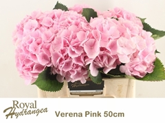 Hydrangea Verena 50cm 15-17cm Hd