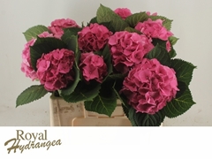 Hydrangea Elbtal Pink 50cm 12-14cm Hd