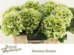 Hydrangea Verena Blue Classic 50cm 16-18cm Hd