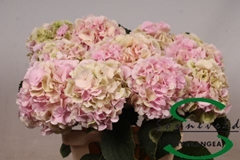 Hydrangea Verena Classic 60cm 13-15cm Hd
