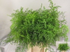 Asparagus Densiflorus Cwebe 50cm