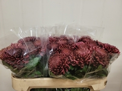 Chrysanth Single Bigoudi Red 75cm 85gr.