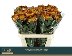 Chrysanth Single Fuego 80cm 85gr.