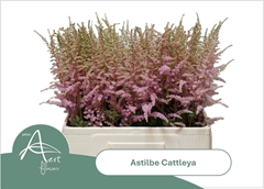 Astilbe Cattleya 60cm