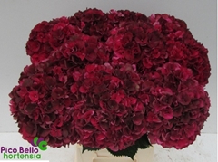 Hydrangea Rubyred 80cm 21-23cm Hd