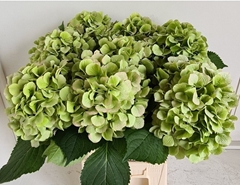 Hydrangea Verena Classic 60cm 16-18cm Hd