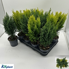 Conifers Mix 10Ø 39cm