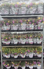 Chrysanthemum Garden Mums Mix 15Ø 30cm