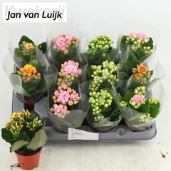 Kalanchoe Single Mix 6 Colours 6Ø 14cm