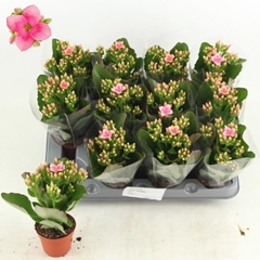Kalanchoe Single Else Flowers Oakley 6Ø 16cm