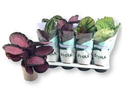Calathea Mixed 5 Varietys 14Ø 40cm