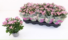 Chrysanth Artistic Armin 12Ø 27cm