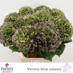 Hydrangea Verena Blue Classic 80cm 22-24cm Hd