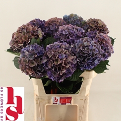 Hydrangea Royal Opera Classic 80cm 18-20cm Hd