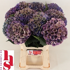 Hydrangea Royal Opera Classic 60cm 16-18cm Hd