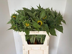Helianthus Sunrich Orange 80cm