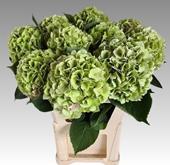 Hydrangea Verena Classic 80cm 21-23cm Hd