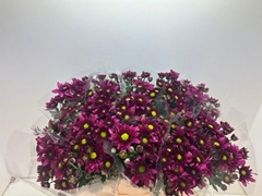 Chrysanth Spray Prada 60cm 240gr.
