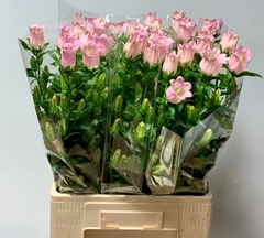 Campanula Champion Pink 70cm