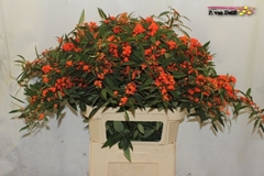 Euphorbia Fulgens Spray Queen Of Orange 80cm 20cm Hd
