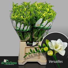 Freesia Double Versailles 50cm 20gr.